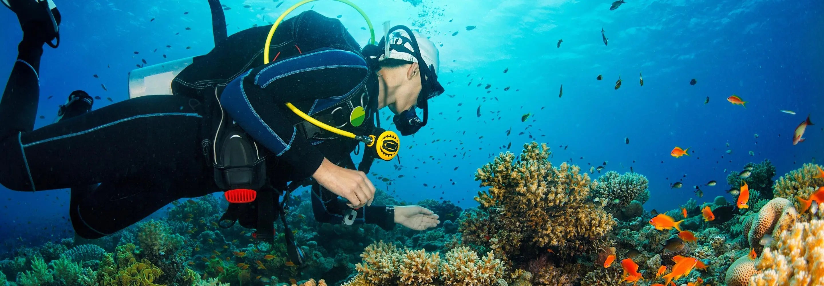 Diving with Marine Life: A Once-in-a-Lifetime Experience