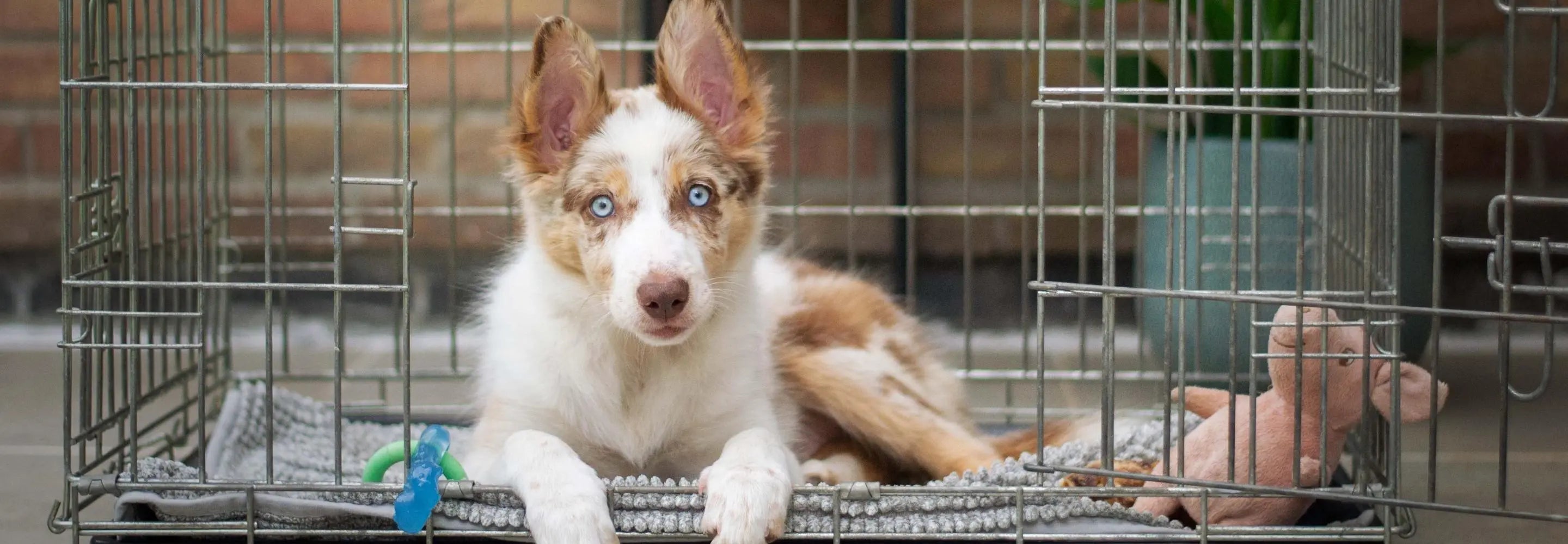Flying with Pets: Preparing Your Furry Friend for the Flight