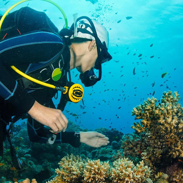 Diving with Marine Life: A Once-in-a-Lifetime Experience