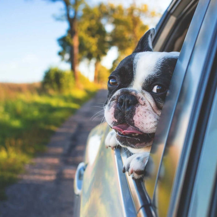 Planning a Road Trip with your Dog: The “Ulti-mutt” Guide