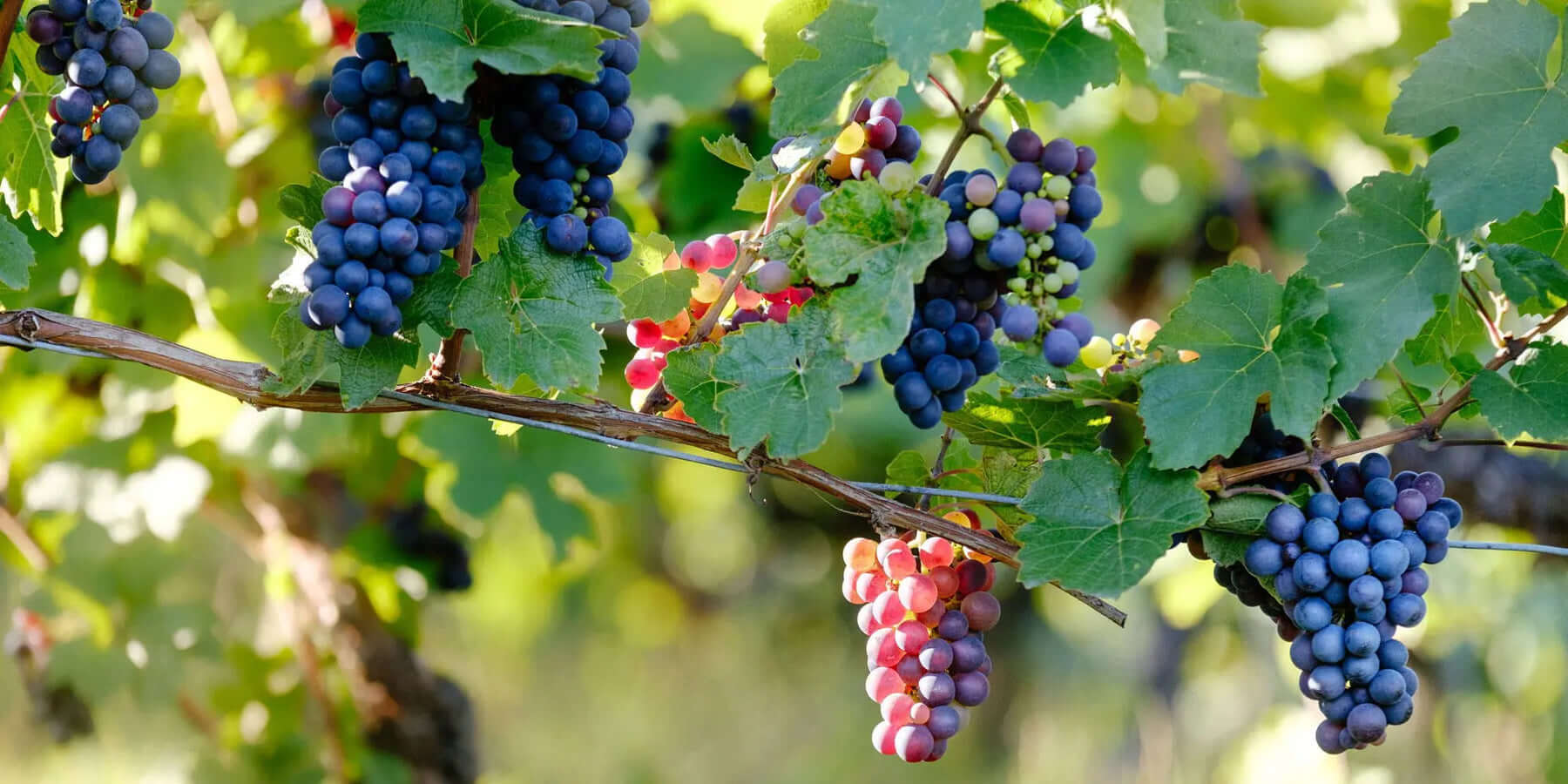 Top Wine Regions to Visit Across the USA