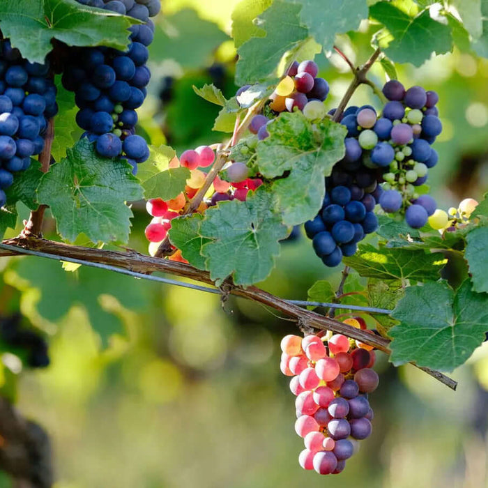Top Wine Regions to Visit Across the USA